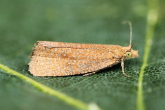 Celypha rufana