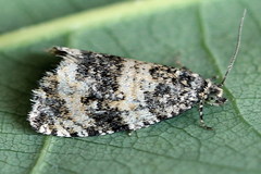 Celypha rurestrana
