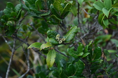 Quercus spinosa