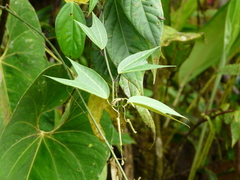 Passiflora chelidonea