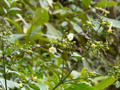 Macrocarpaea macrophylla