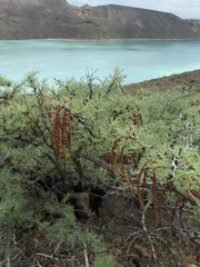Vachellia pacensis