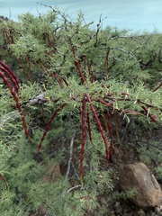 Vachellia pacensis