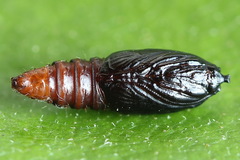 Celypha siderana