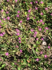 Centaurium pulchellum