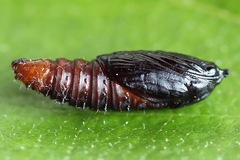 Celypha siderana