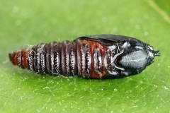 Celypha siderana