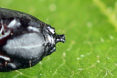 Celypha siderana