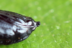 Celypha siderana
