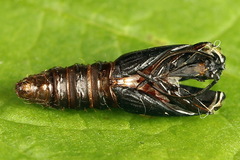 Celypha siderana