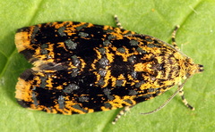 Celypha siderana
