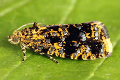Celypha siderana