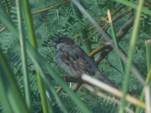 House Sparrow photographed in Arizona