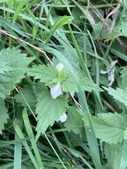 Lamium album