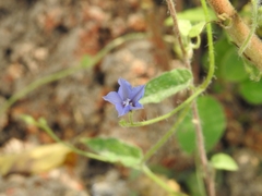 Jacquemontia evolvuloides