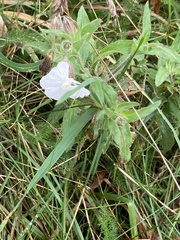 Silene latifolia