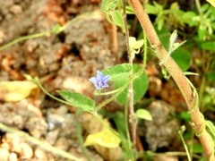 Jacquemontia evolvuloides