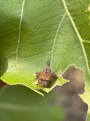 Plassoderinus