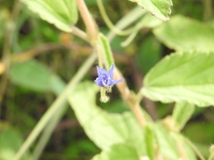 Jacquemontia evolvuloides