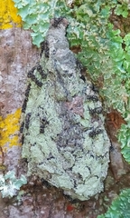 Metapolybia