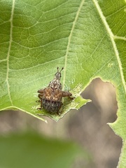 Plassoderinus