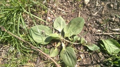 Plantago