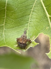Plassoderinus