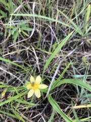 Hypoxis argentea sericea