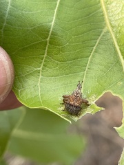 Plassoderinus