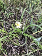 Hypoxis argentea sericea