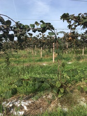 Actinidiaceae