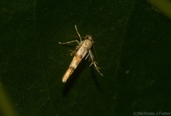 Stathmopoda tritophaea