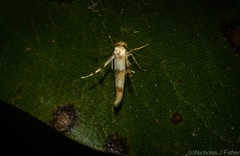 Stathmopoda tritophaea