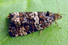 Celypha tiedemanniana
