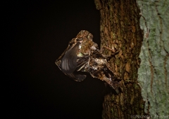 Cotylana angustifrons