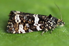 Celypha tiedemanniana