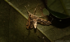 Nacoleia glageropa