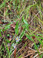 Symphyotrichum puniceum puniceum