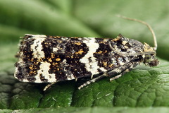 Celypha tiedemanniana