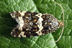 Celypha tiedemanniana