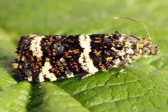 Celypha tiedemanniana