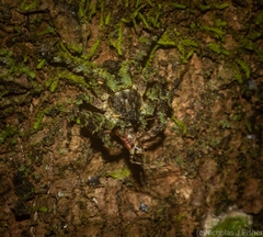 Stephanopis carcinoides