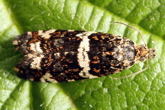 Celypha tiedemanniana