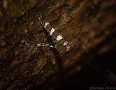 Acrocercops chionosema