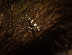 Acrocercops chionosema