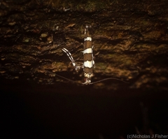 Acrocercops chionosema