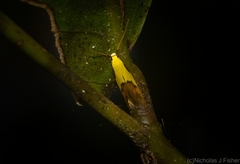 Opogona protodoxa