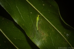 Ankylopteryx pallida