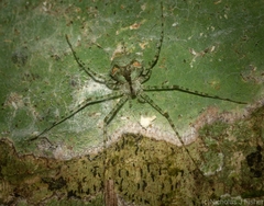 Tamopsis tweedensis