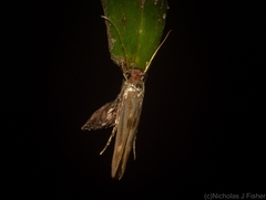Stathmopoda rubripicta